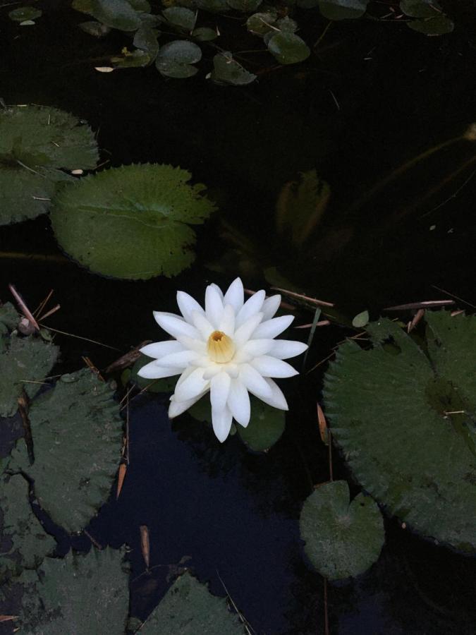 Homestay White Butterfly - A Countryside Thiruvananthapuram